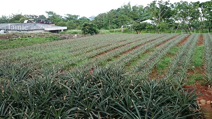 南投旅遊景點鄉間鳳梨田.jpg