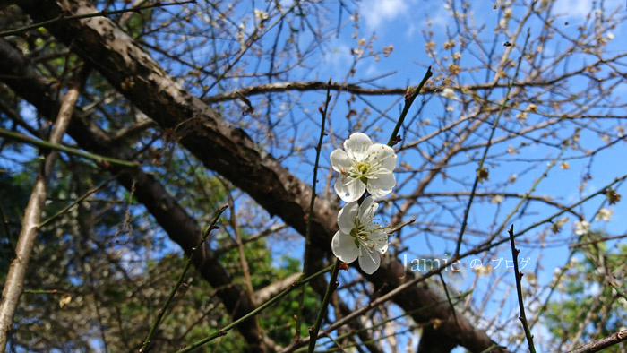 花朵近拍.jpg