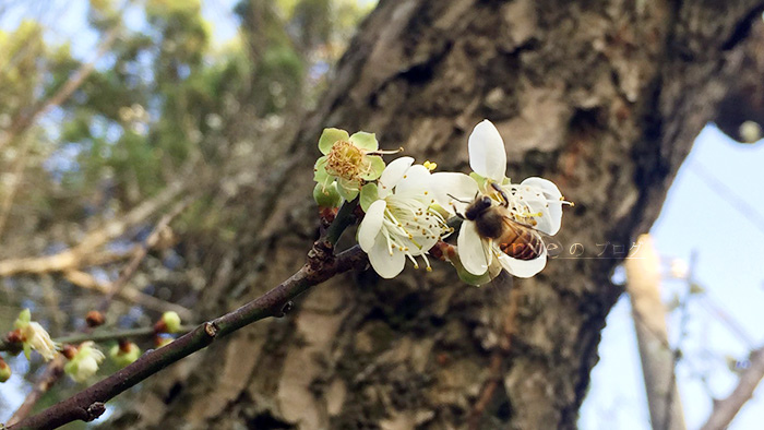 漂亮眉蜜蜂出現.jpg