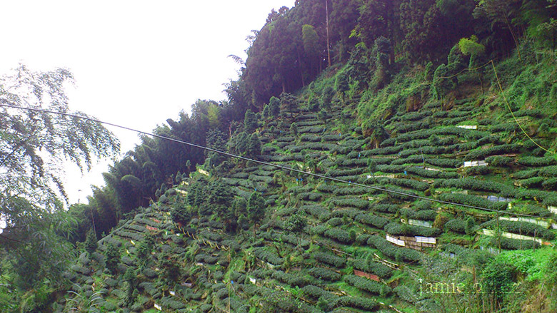 整片茶園山景.jpg