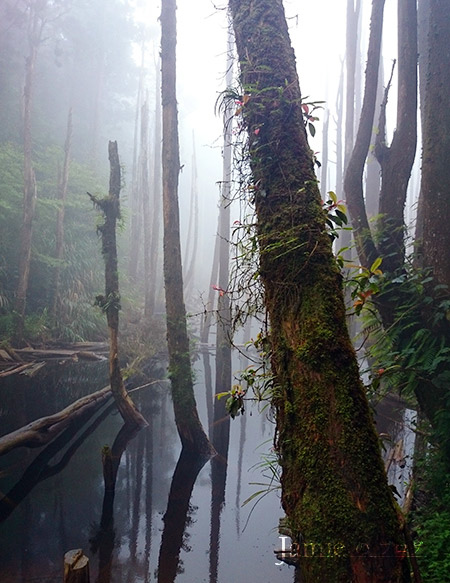 池水的的枯樹.jpg