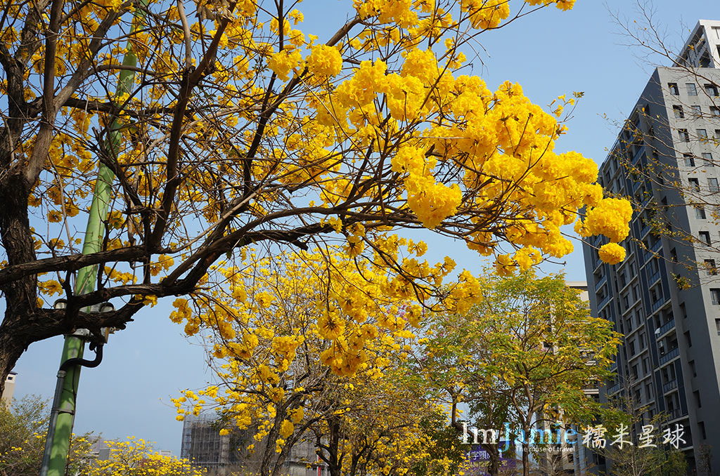 花朵近拍.jpg