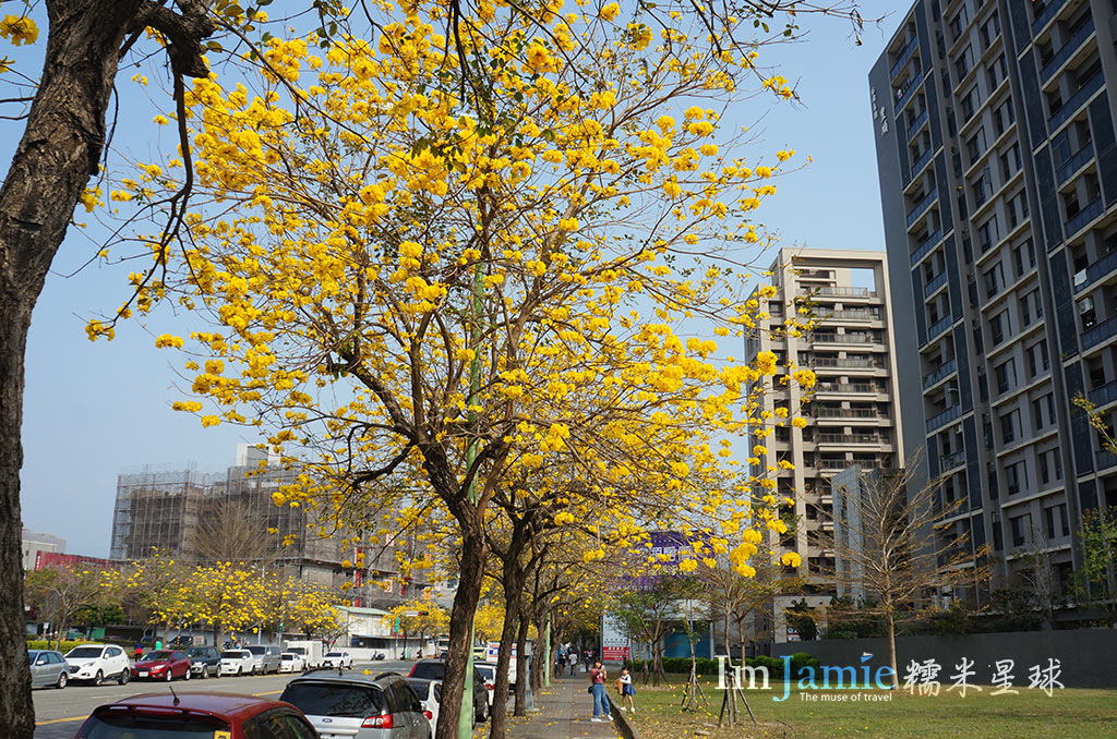 黃花風鈴木.jpg