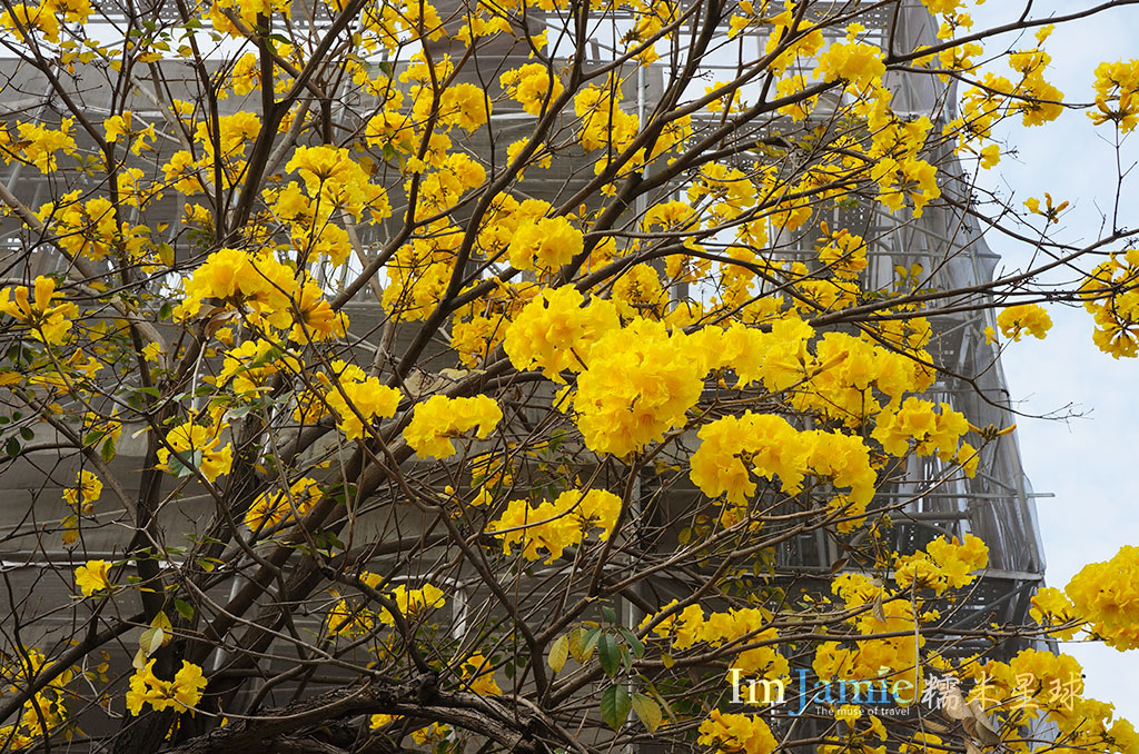 黃花風鈴木_11.jpg