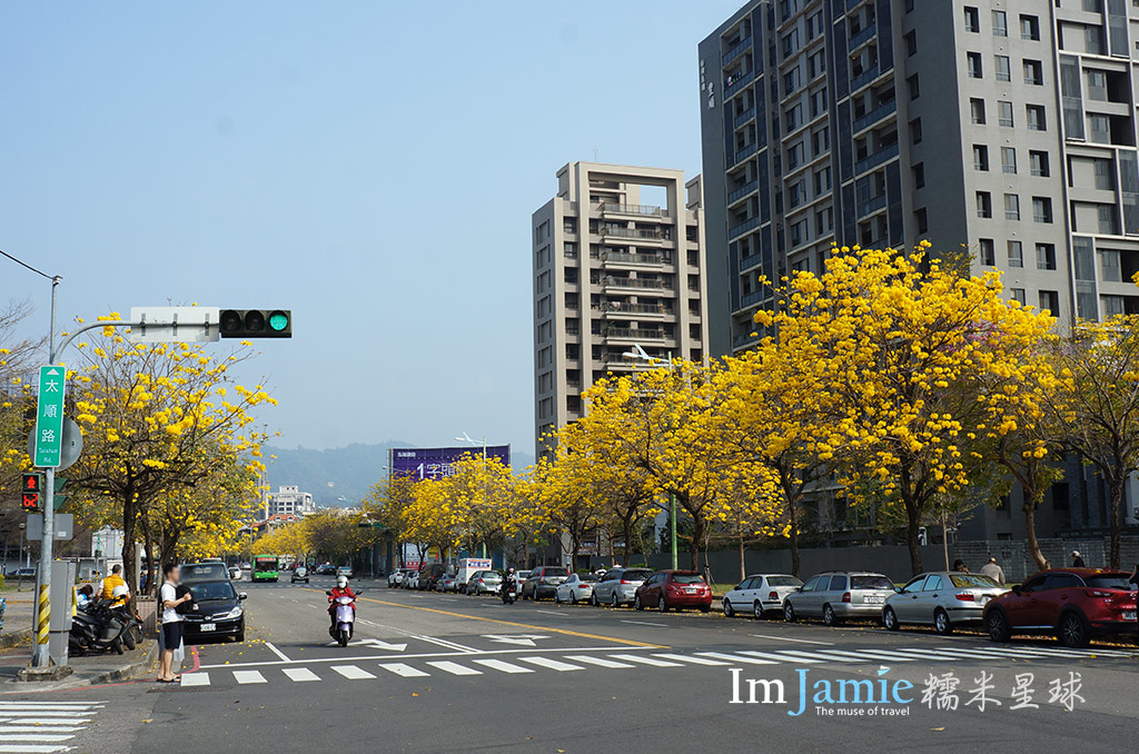 太順路口黃花風鈴木_19.jpg