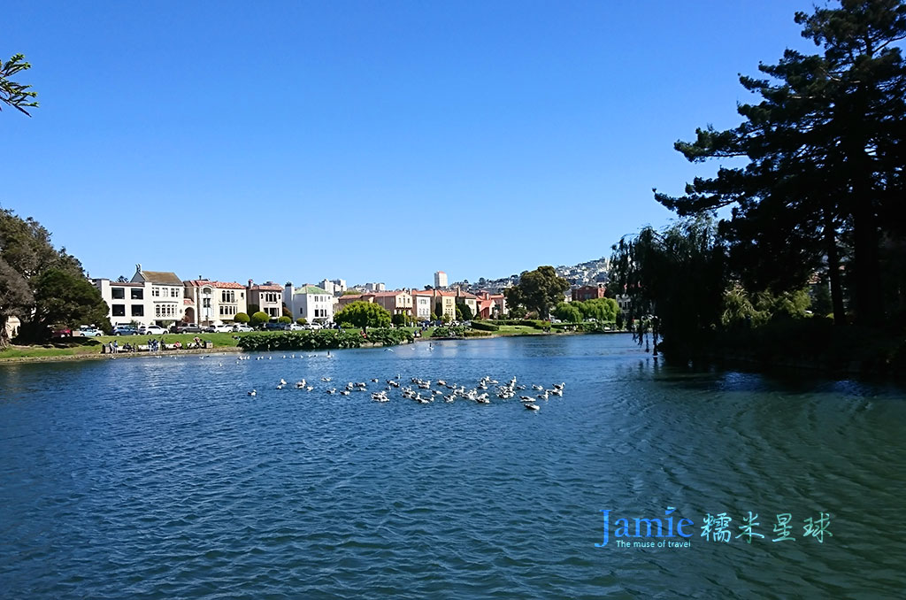 藝術宮人工湖天鵝群鳥