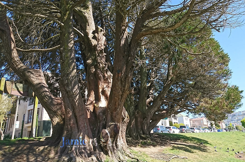 瓦爾特.約翰遜公園巨樹