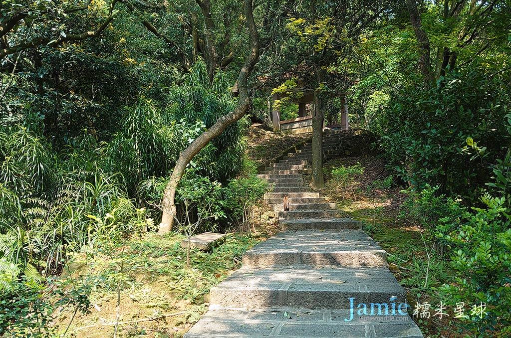 汐止登山步道野貓轉頭