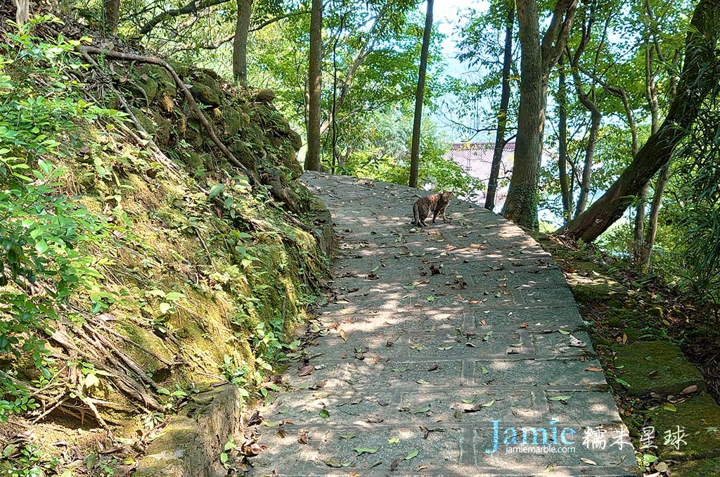 後山步道野貓轉頭帶路