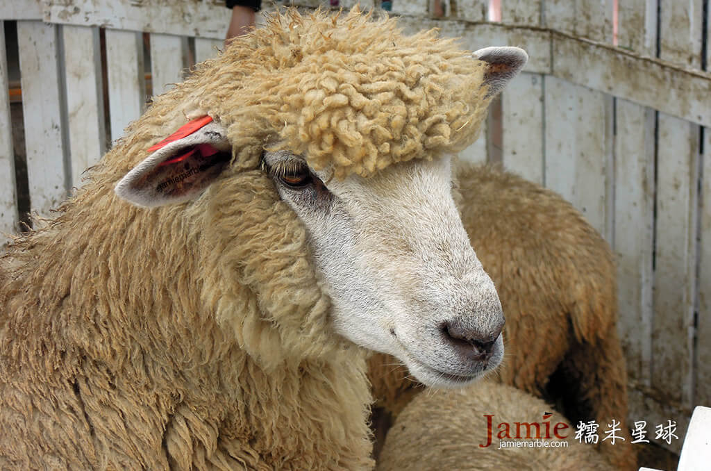 清境農場的綿羊