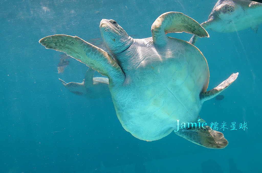 沖繩海龜糯米星球拍攝